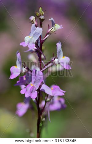 Close Up Of Moroccan Toadflax (linaria Maroccana) In Bloom