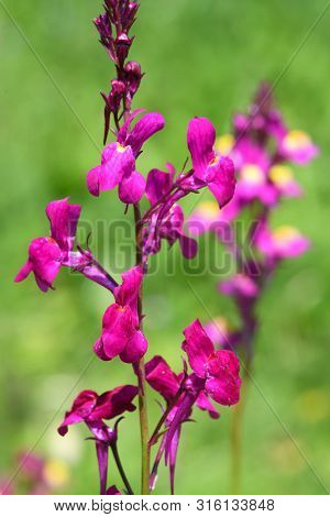 Close Up Of Moroccan Toadflax (linaria Maroccana)