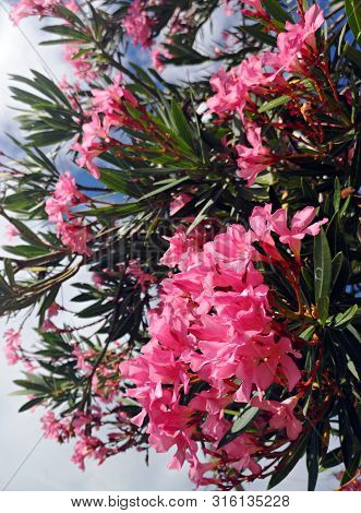 Pink Oleander Flowers In The Garden. Red/ Pink Oleander Flowers On Tropical Garden . Also Named Neri