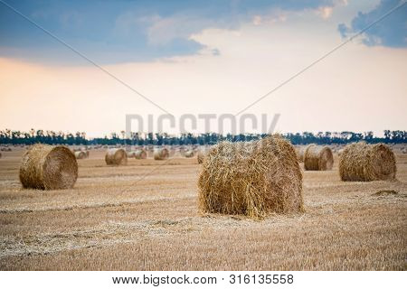 Big Round Haystacks On Field In Countryside