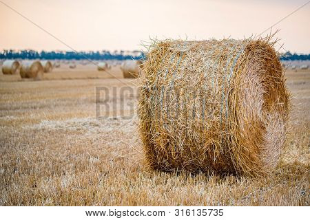 Big Round Haystacks On Field In Countryside