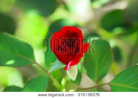 Beautiful Red Rose In My Mother's Garden, Serbia