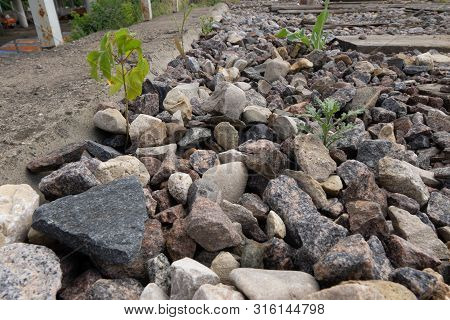 The Concept Of Life And Growth Despite The Difficulties. Green Grass Sprout Makes Its Way Through Th