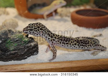 A Sweet Little Lizard Eublepharis Macularius, Gecko
