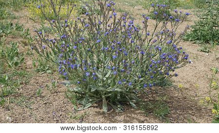 Beef Tongue Herb, Medicinal Herbs Beef Tongue, Beef Tongue Blue Flowering Plant,