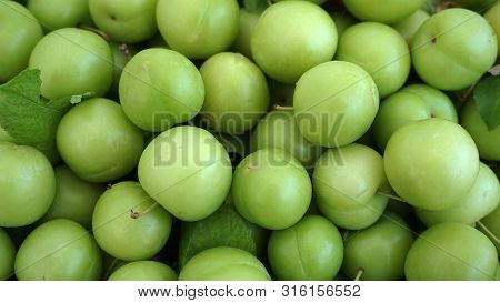 Green Plums, Fresh Plums, Sour Plums In A Container, Green And Sour Plums Close-up,
Lots Of Green An