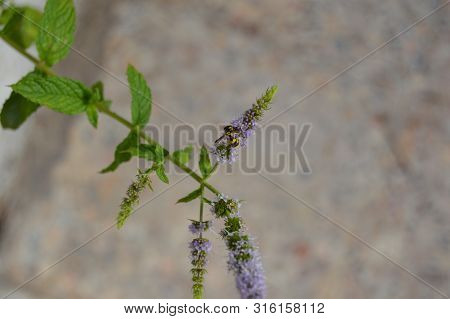 A Bee On A Mint Plant Flower