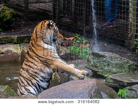 Tiger Playing With Water From A Hose In The Park.