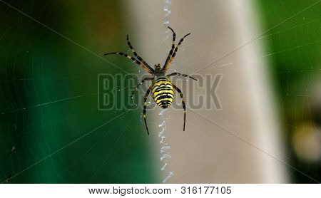 A Spider Is Repairing A Torn Web. Latka On The Web.