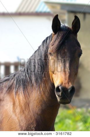 Horse