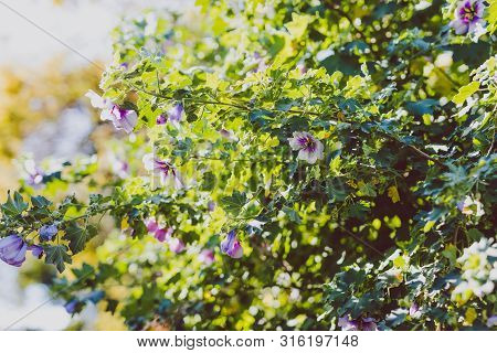 Hibiscus Syriacus Althea Rose Of Sharon Flower (also Called Aphhrodite Hibiscus) Tree Shot On A Sunn
