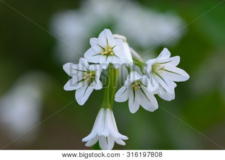 Close Up Of Three Cornered Garlic (allium Triquetrum)