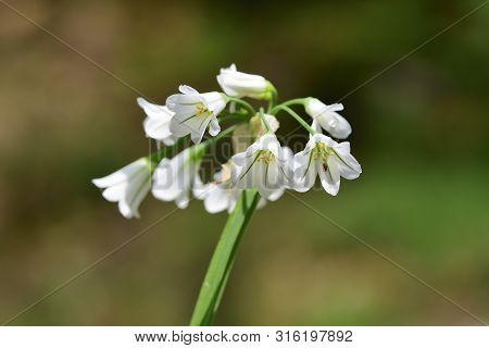 Close Up Of Three Cornered Garlic (allium Triquetrum) In Bloom