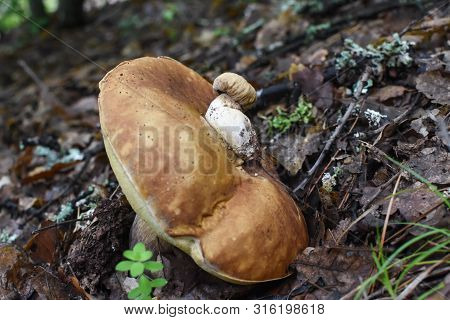 Small Porcini Mushroom Grow From Big One. Boletus Edulis, Small Grow From Hat Of Big Fungi
