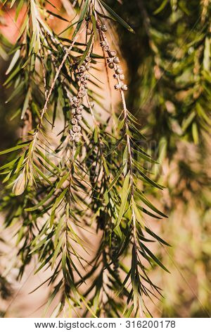 Detail Of Callistemon Bottle Brush Tree Branches