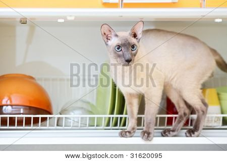 Hårløse kat