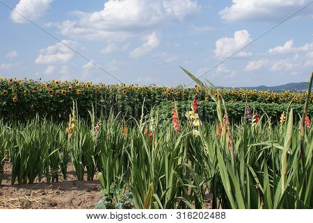 The Colorful Gladioli With The Sunflowers In The Background, Sunflowers And Gladioli For Self-cuttin