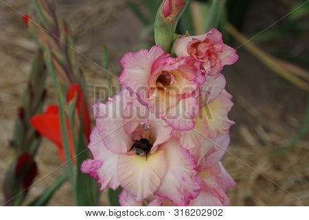 Attracted By The Scent Of The Gladiolus Blossom, The Bumblebee Dives Deep Into The Blossom For Necta