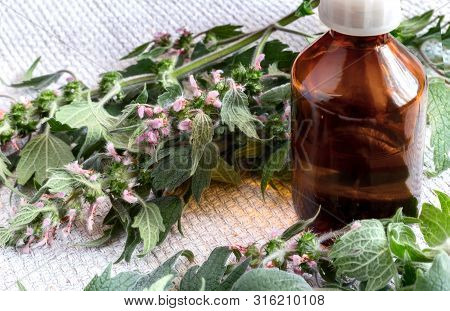 Motherwort - A Medicinal Plant With A Calming Effect
