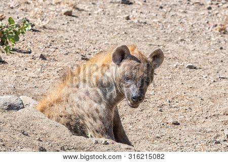 A Female Spotted Hyaena, Crocuta Crocuta, At Her Den In A Pipe Below A Road