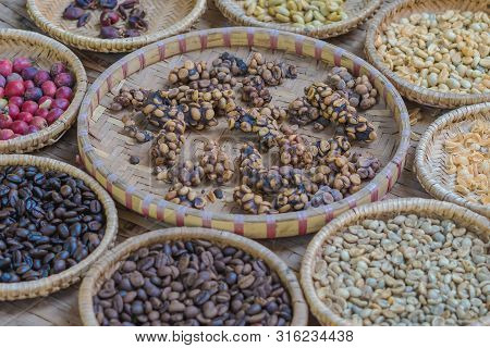 Luwak Coffee, Kopi Luwak Is Coffee That Includes Part-digested Coffee Cherries Eaten And Defecated B
