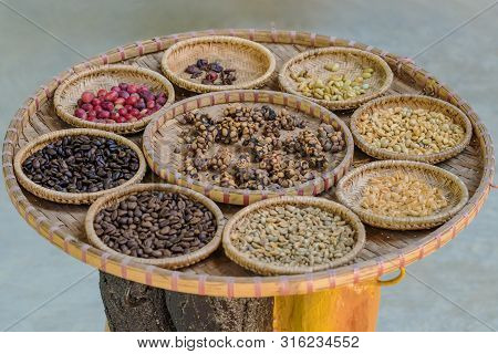 Luwak Coffee, Kopi Luwak Is Coffee That Includes Part-digested Coffee Cherries Eaten And Defecated B