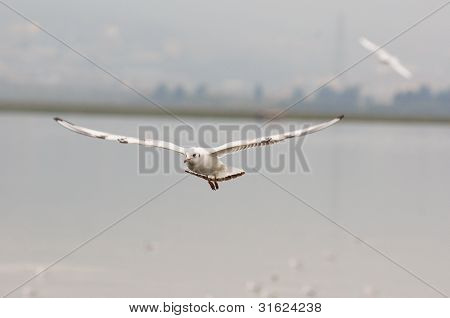 Black-headed Gull 2