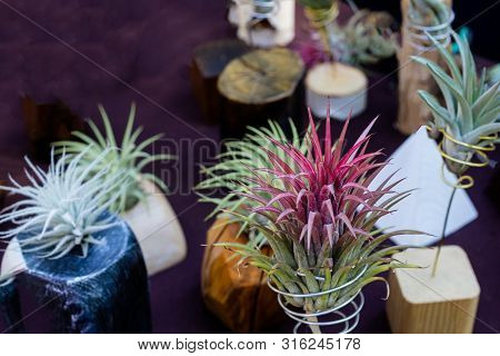 Tillandsia Ionantha Or Air Plant. Close Up View Of Tillandsia, Floral Exhibition.