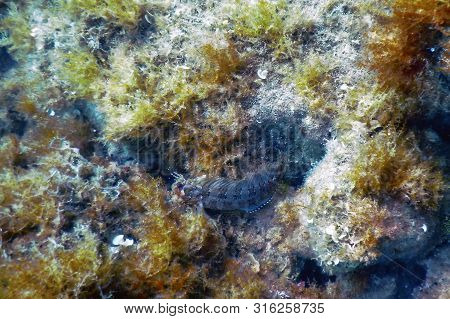 Blenny Fish On Reef, Underwater Marine Wildlife
