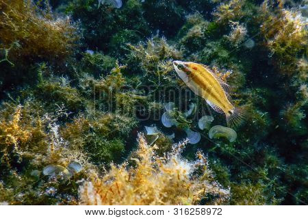Axillary Wrasse, Symphodus Mediterraneus On Reef Underwater