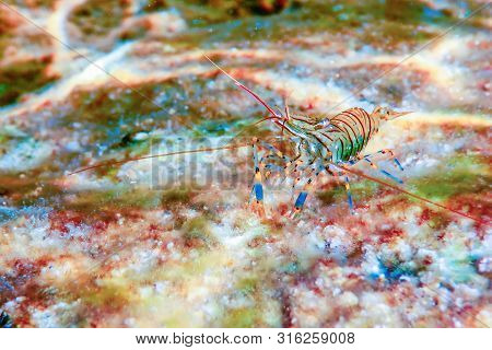 Rock Shrimp Underwater, Common Shrimp, (palaemon Serratus) Underwater