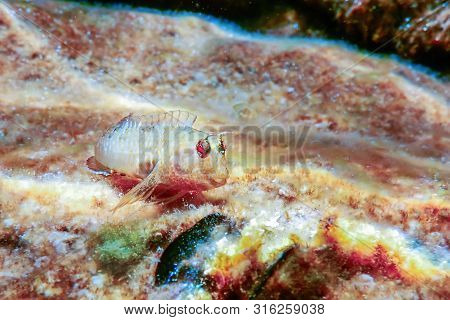 Blenny Fish On Reef, Underwater Marine Wildlife