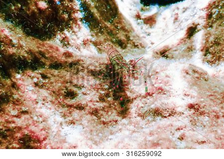 Rock Shrimp Underwater, Common Shrimp, (palaemon Serratus) Underwater