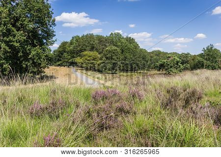 Purple Heather In National Park Dwingelderveld In Drenthe, Netherlands