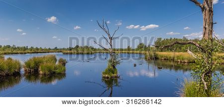 Panorama Of Dead Trees In The Moors Of Dwingelderveld, Netherlands