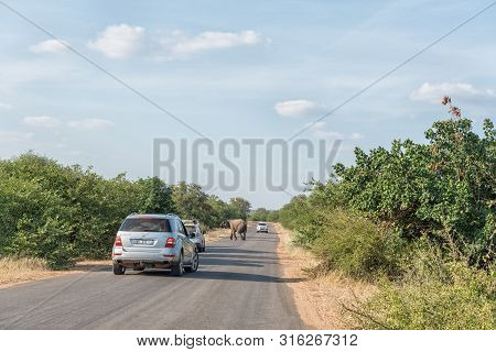 Kruger National Park, South Africa - May 8, 2019: An African Elephant Crossing Road H1-6 Near Letaba