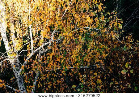 Autumn Leaves Of Birch Tree Close-up. Fall Natural Background Of Yellow Orange Green Foliage. Scenic