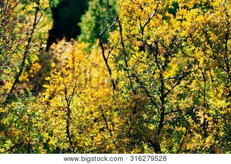Foliage Of Caragana Arborescens In Sunset. Scenic Autumn Rich Flora In Golden Hour. Colorful Yellow 