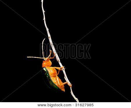 Bombardier Beetle (Brachinus alternans)