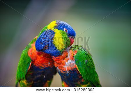 Rainbow Lorikeet, Trichoglossus Moluccanus Two Lovebirds Grooming Each Other