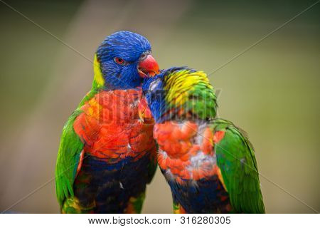 Rainbow Lorikeet, Trichoglossus Moluccanus Two Lovebirds Grooming Each Other