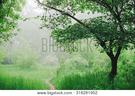 Scenic Landscape With Beautiful Lush Green Foliage. Footpath Under Trees In Park In Early Morning In