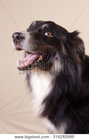 Border Collie Dog Close To Left Submissive Expression Plain Light Background