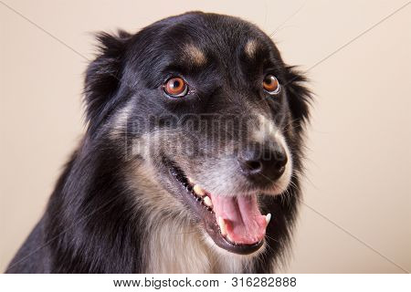 Border Collie Dog Close To Right With Submissive Expression Background