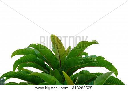 Elephant Apple Tree Leaves With Sun Light On White Isolated Background For Green Foliage Backdrop