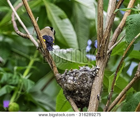 European Goldfinch (carduelis Carduelis) Nest With Chicks - London, United Kingdom