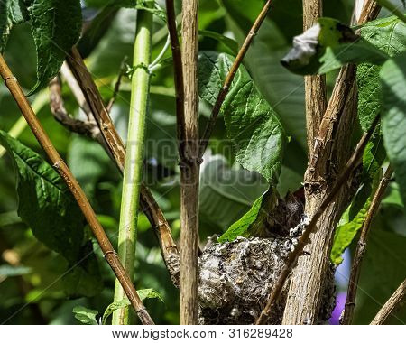 European Goldfinch (carduelis Carduelis) Nest With Chicks - London, United Kingdom
