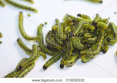 Many Box Tree Moths On A White Background