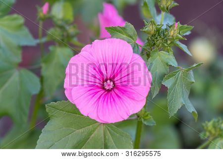 Delicate Pink Flower On Green Leaves Background. Lavatera Malvaceae, Or Annual, Rose, Royal Or Regal