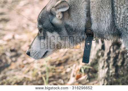 Portrait Of A Dog Breed West Siberian Laika